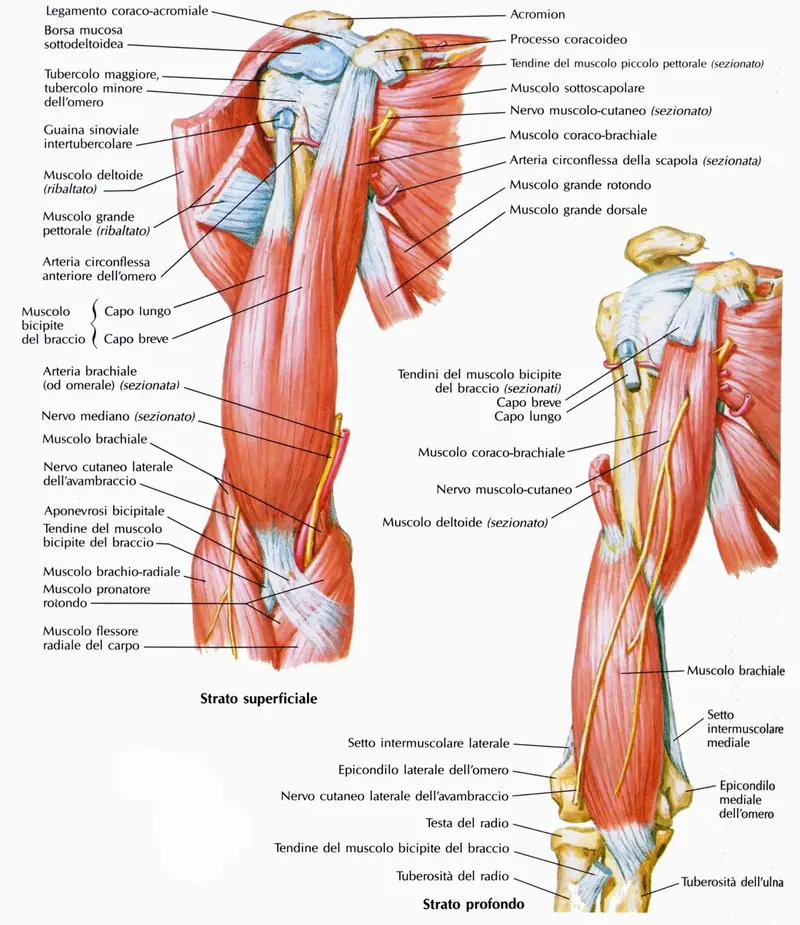 Dolore al braccio dovuto ai muscoli epitrocleari come si cur...
