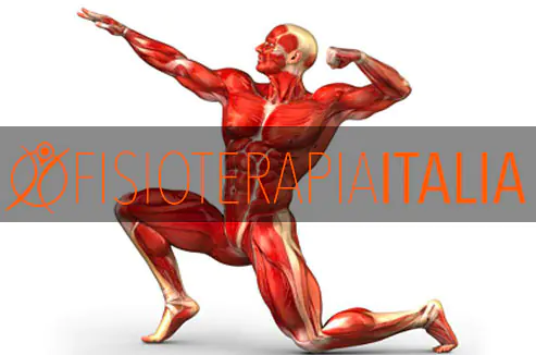 Il muscolo artificiale, le scoperte dell'ingegneria biomedic...