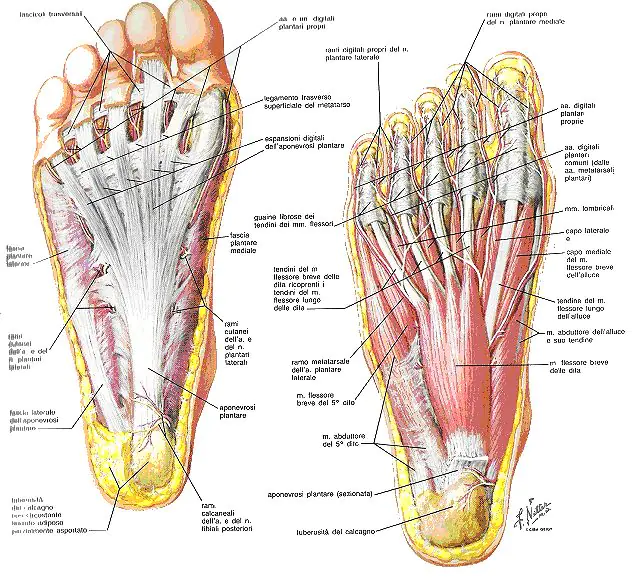 Trattamento fisioterapico per metatarsalgia bilaterale