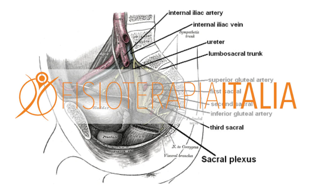 La nevralgia del pudendo