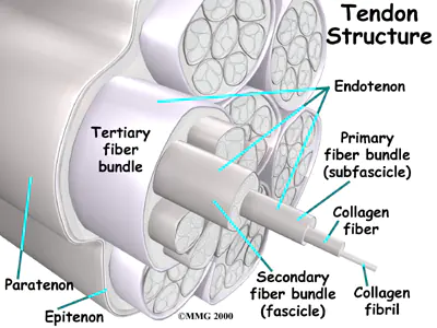 Trattamento fisioterapico per le lesioni tendinee